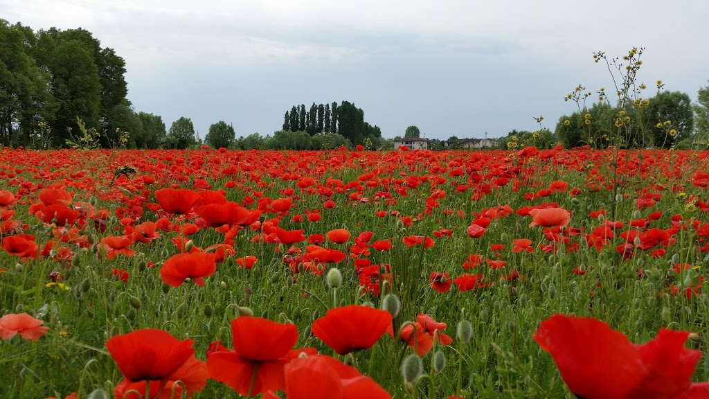 fioritura papaveri