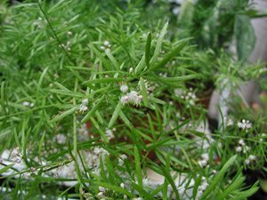 Epigea asparago