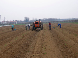 Preparazione terreno per asparagi
